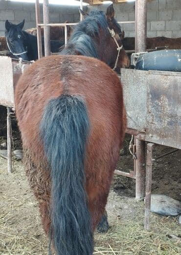 собака дом: Продаю | Кобыла (самка) | Конный спорт — 2