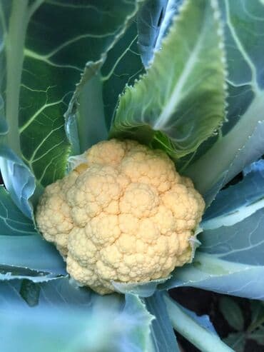порошок из дождевых червей купить: Удобрение Самовывоз — 15