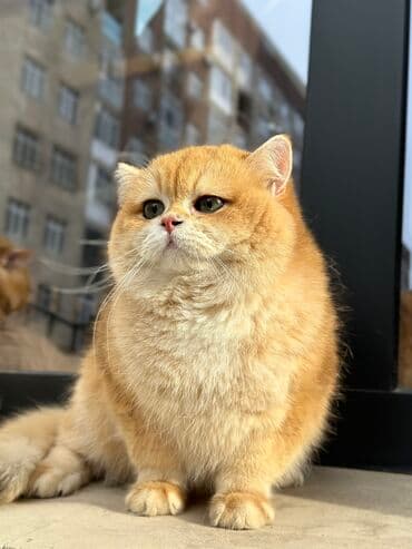 отдам породистого котенка: Британская короткошёрстная, 10 месяцев, Мальчик, Золотая шиншилла — 7