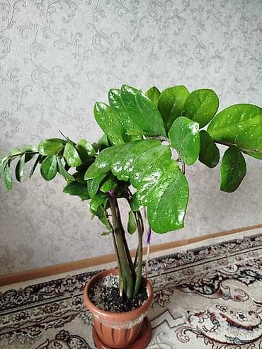долларовое: Срочно!!!!! Замиокулькас (долларовое дерево) в горшке. - Куст из — 1
