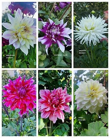 анеме: Коллекционные георгины — сорта для срезки и декоративных клумб Продаю — 1