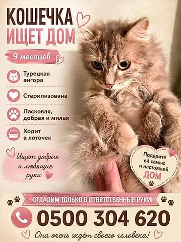 сервал цена: Кошка даром: Ангорская, 9 месяцев, Девочка — 1