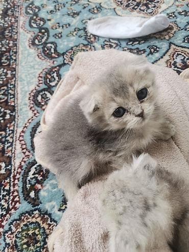 котята шотландской породы: Скотиш Фолд (Шотландская вислоухая), 2 месяца, Девочка, Серый, Проглистована, Приучена к лотку — 6
