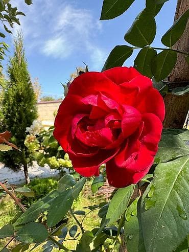 керосин лампа: Организация мероприятий | Оформление мероприятий — 5