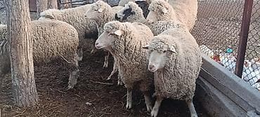 брудер для кур: Продаю | Баран (самец) | Меринос | На забой | Кастрированные — 5