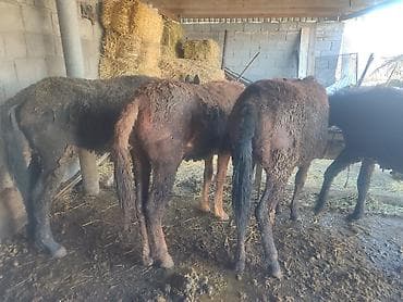 утки с утятами: Продаю | Жеребенок | Полукровка — 2