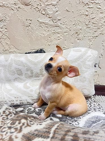 Вязка собак: Чихуахуа щенок, гладкошёрстная мини. Родословный . Привит - Окрас — 1