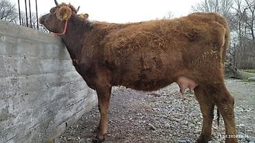 скот корова: Продаю | Корова (самка) | Для молока — 9