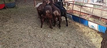 собака жалал абад: Сатам | Козу | Союуга, Көбөйтүү үчүн | Жасалма жол менен боозутуу — 2