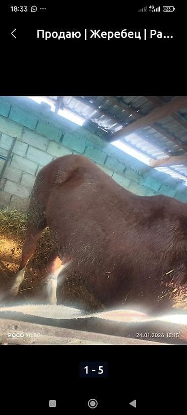 дакен тоок: Сатам | Байтал | Дончак | Жумушка — 3