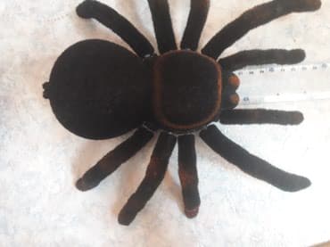 кукла домик: Продаю паук с пультуправлением новый "тарантул"как на фото — 4