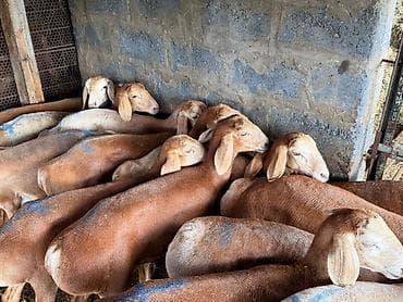 Үй жаныбарлары: Сатам | Козу | Көбөйтүү үчүн | Асыл тукумдуу — 3