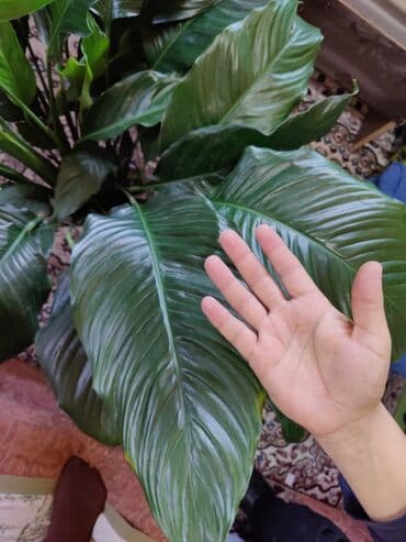 хлор купить бишкек: Домашнее растения: женское счастья — 4