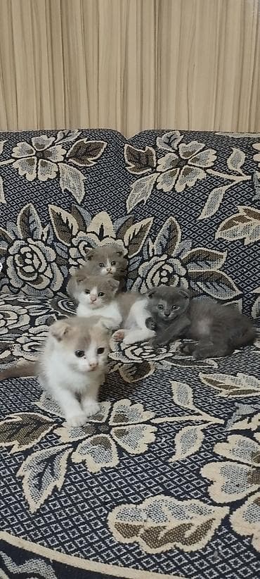шотландские кошка: Котята с загнутыми ушками (тип «скоттиш-фолд» по внешности). Окрас: - — 2