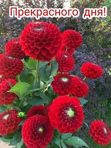 оборудование для швейного цеха: Кардар издөө | Эркектер кийими, Балдар кийими, Аялдар кийими | Шорталар, Свитшоттор, Желектер — 1