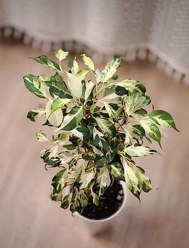 фикус шривериана: Фикус с пестрыми листьями (вариагатный саженец) - Комнатное — 4