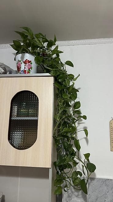 эпипремнум: Комнатные растения в горшках: 1) Эпипремнум (лиана-плющ, pothos) - — 1