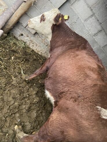 биогумус элек: Сатам | Уй (ургаачы) | Сүт алуу үчүн | Бооз — 2