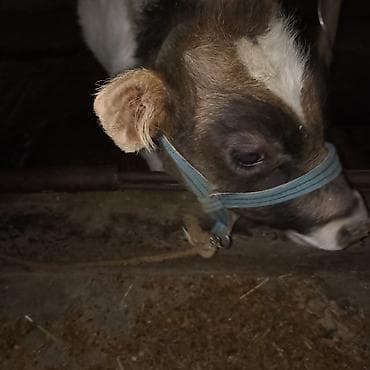 ишу карова: Продаю | Бык (самец) — 2