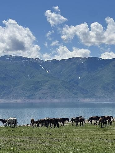 купольный дом под ключ цена: Бир уйур бээ сатылат !! — 3