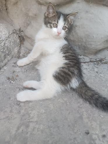 Кошки: Отдам котят в добрые руки бесплатно Котята домашние, окрас: - — 7