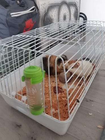 Морские свинки, продаю так как нету времени за ними ухаживать. Клетка