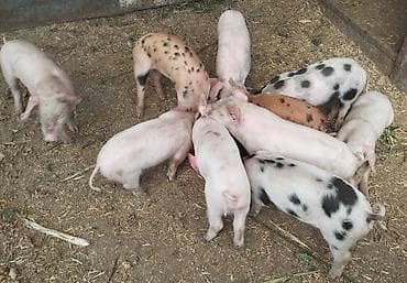 курица продаю: Продаю | Поросенок | Для разведения | Племенные — 2