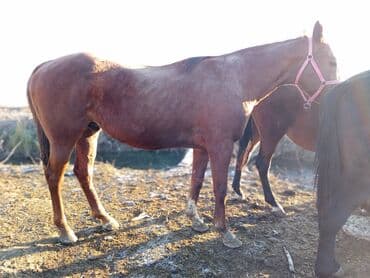 куплю французского бульдога: Продаю | Кобыла (самка) | Рабочий — 4