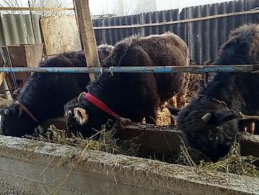 продажа токмок: Сатам | Бука (эркек) | Бордоп семиртүү үчүн | Байланган — 9