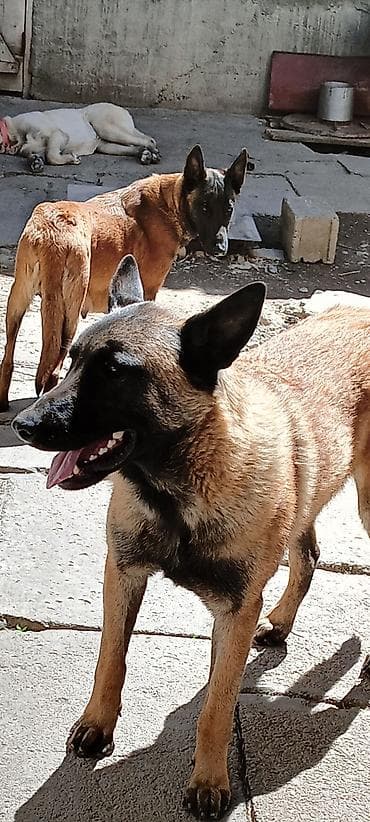 породистые кошки бишкек: Щенки бельгийской овчарки (малинуа) - Помёт от рабочих родителей на — 8