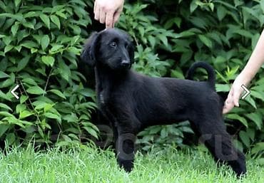 Башка жаныбарлар: Готовы к бронированию щенки породы Тайган чистокровные от лучших — 1