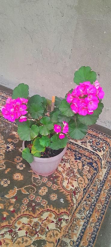 Пеларгония (герань) в горшке