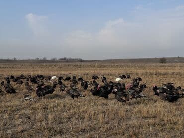 домик для кур: Продаю | Индюшка (самка), Индюшата | Черный принц, Северокавказская | На забой, Для разведения | Племенные — 25