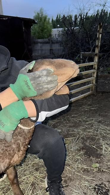 долан овцы: Продаю | Овца (самка), Ягненок, Баран (самец) | Арашан | Для разведения — 2