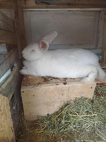 гигант кролик: Продаю | Кролик самец | Белый великан | Для разведения | Племенные — 1