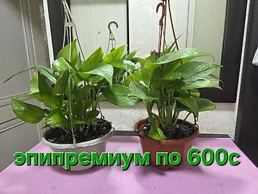 аквариумы дешево: Комнатные суккуленты и кактусы в горшках 1) Суккулент в белом — 7
