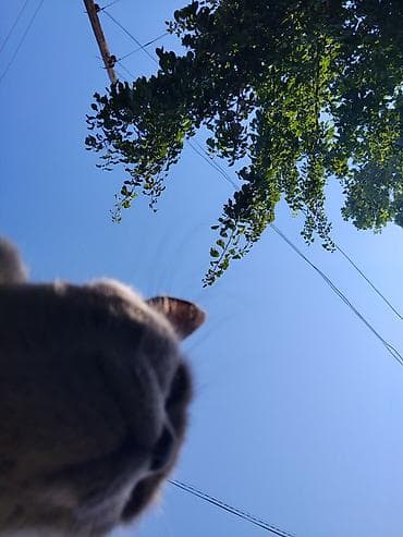 котята простые: Девочка — 6