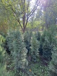 садовые инструменты: Саженцы деревьев: Туи, Бесплатная доставка — 2