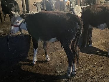 корм для животных: Продаю | Бык (самец) | Полукровка | На откорм | Привязанные — 4