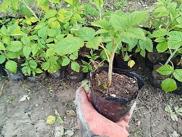 черешня купить: Малина элита сорт! Полонез! чачырабайт цвет: яркорозовый вкус  — 3