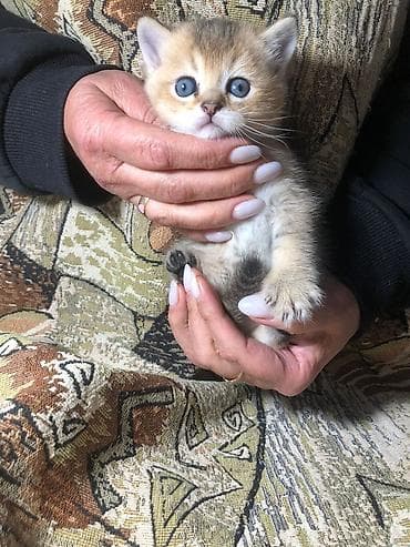 Породистый котёнок скотиш-страйт шерстью золотого окраса (тёплый