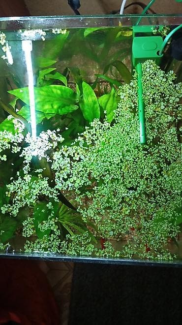 сушилка для рыбы: Продам на 30 литров квариум кубообразный со всем содержимым: Фильтр — 2