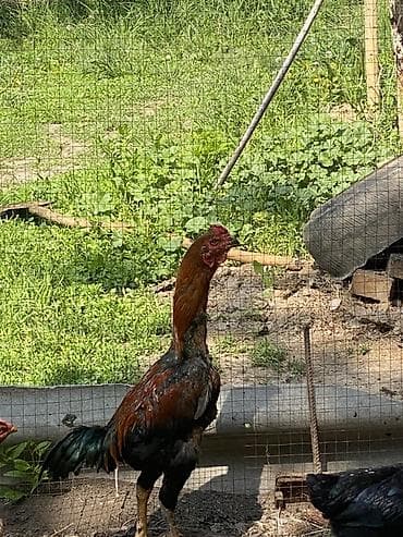 кыргыз иттер: Сатам | Короздор | Тебиштирүүчү | Көбөйтүү үчүн — 3