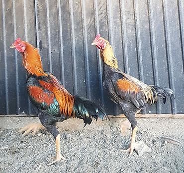 Дакан шамо петушки ( обмен не интересуют )