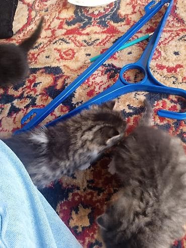 Котята домашние, пушистые, с густым мягким подшёрстком. Окрас — серый