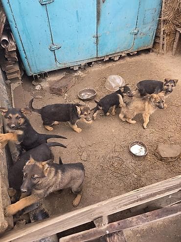 жаны уйлор: Щенки породного типа немецкой овчарки - Окрас: классический чепрачный — 2