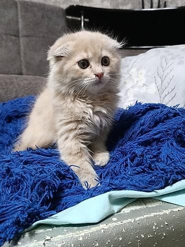сколько стоит вислоухая кошка: Скотиш Фолд (Шотландская вислоухая), 2 месяца, Мальчик, Приучена к лотку — 2