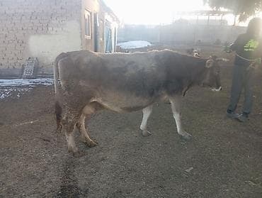 уй сатылат бишкек 2022: Сатам | Уй (ургаачы) | Сүт алуу үчүн — 2