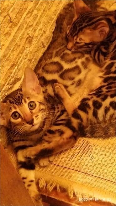 новорожденные котята: Бенгальская, 2 месяца, Мальчик — 24