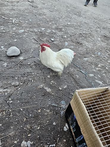 Аквариумдар: Сатам | Короздор | Көбөйтүү үчүн — 4